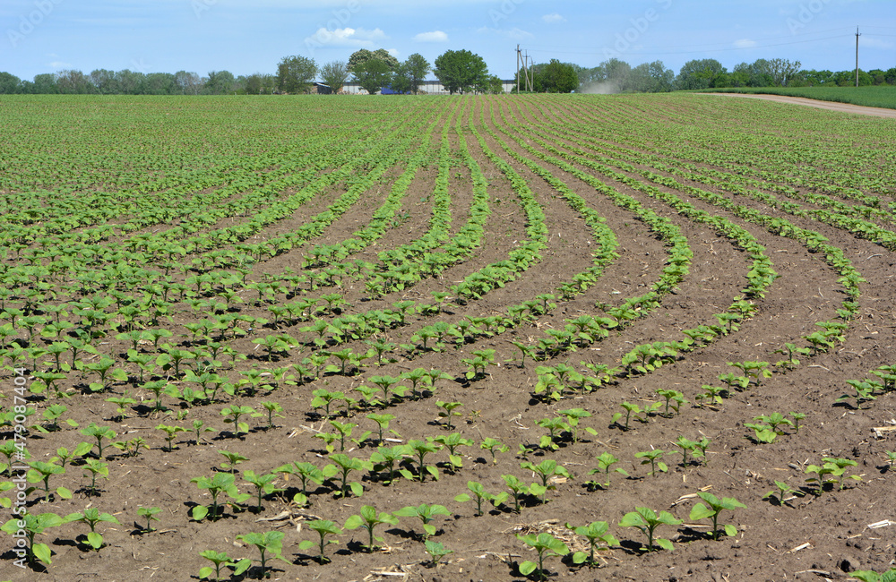 Young sunflower using herbicides is protected from weeds Stock Photo