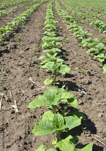 Young sunflower using herbicides is protected from weeds