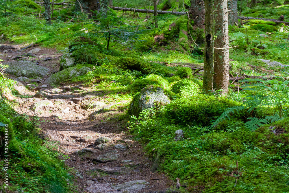 Natur und Umwelt im Schwarz Wald (Black Forest, Germany) Natur und Umwelt im Schwarz Wald (Black Forest, Germany)