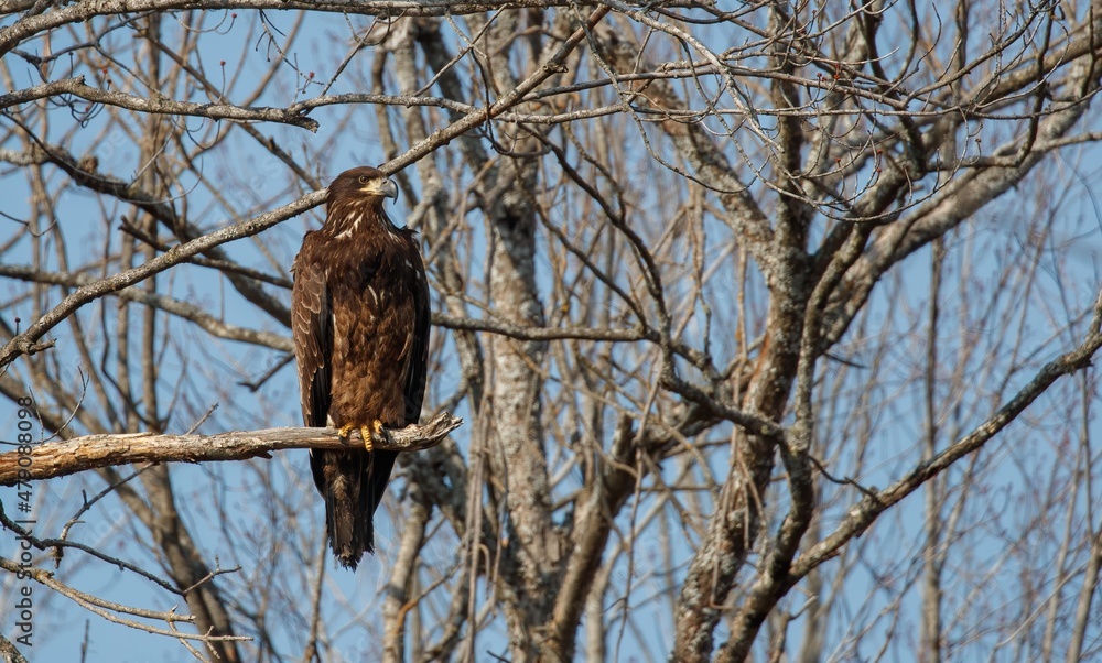 juvenile bald eagle in tree juvenile bald eagle in tree