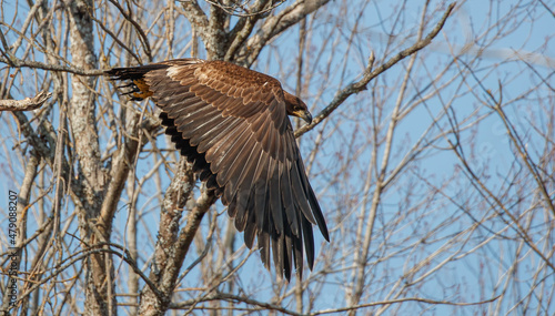 juvenile bald eagle in tree