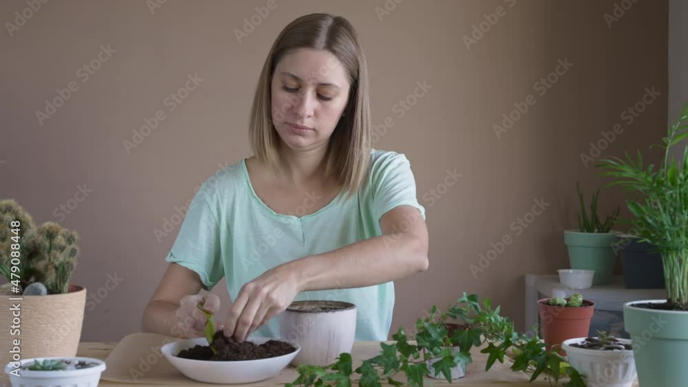 Girl planting a flower in a pot. Woman transplanting indoor plants, growing and grooming home flowers. Plants care concept. Home Garden. Girl planting a flower in a pot. Woman transplanting indoor plants, growing and grooming home flowers. Plants care concept. Home Garden.