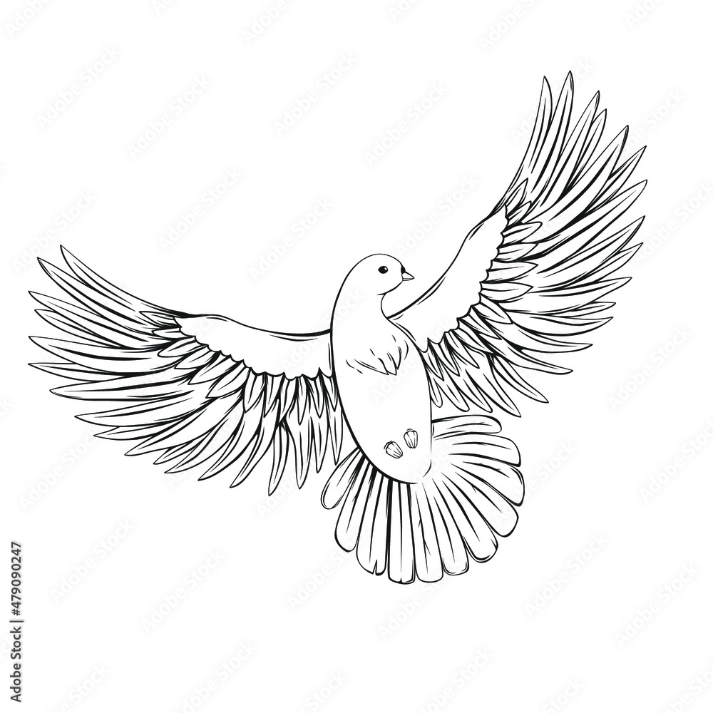 Fototapeta premium Dove isolated on white. Vector illustration.