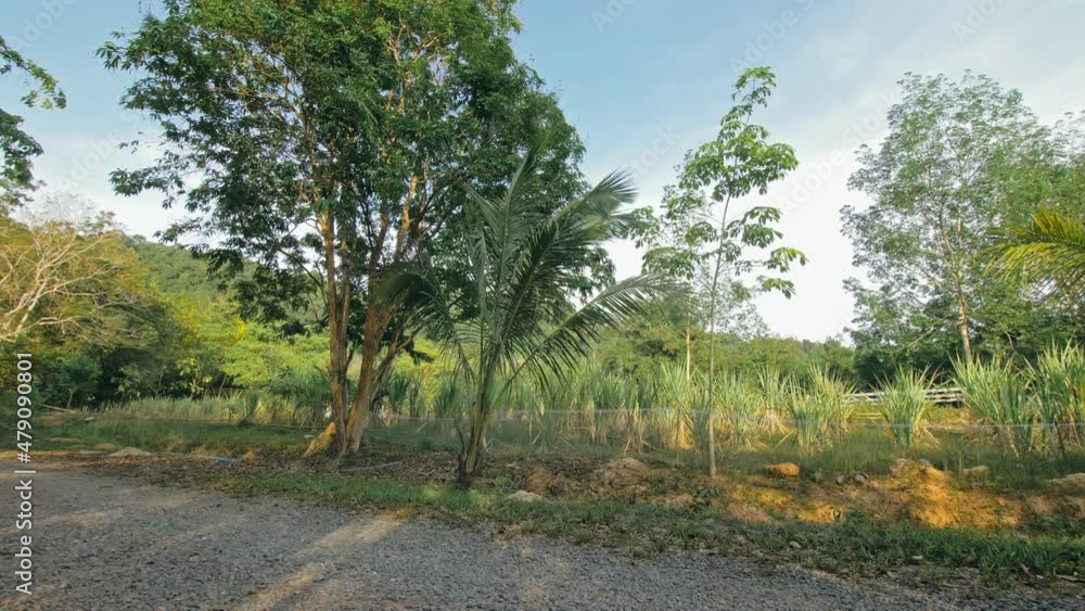 Young couple rides motorbike along rural road past palms