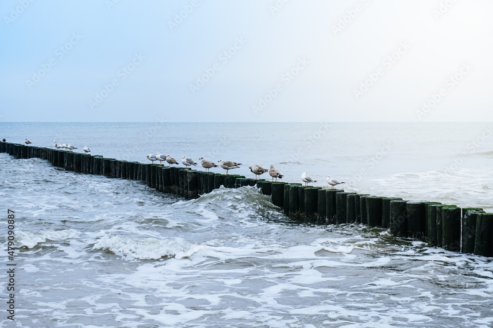 Seagulls sitting on wooden groyne on shore