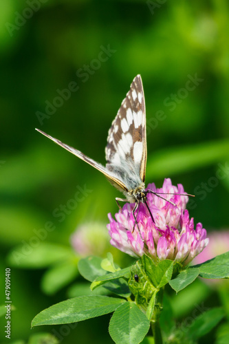 Ringed butterfly on a clover flower.