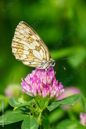 Ringed butterfly on a clover flower.