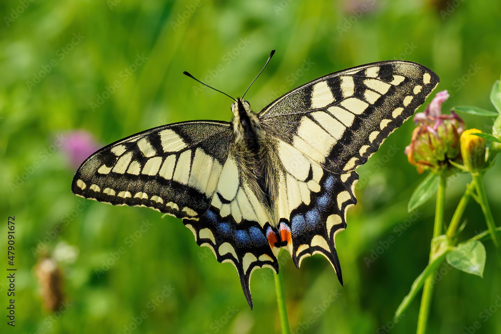 Fennel Swallowtail butterfly on a clover flower. Fennel Swallowtail butterfly on a clover flower.