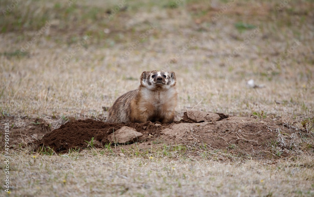 western badlands American badger hunting western badlands American badger hunting