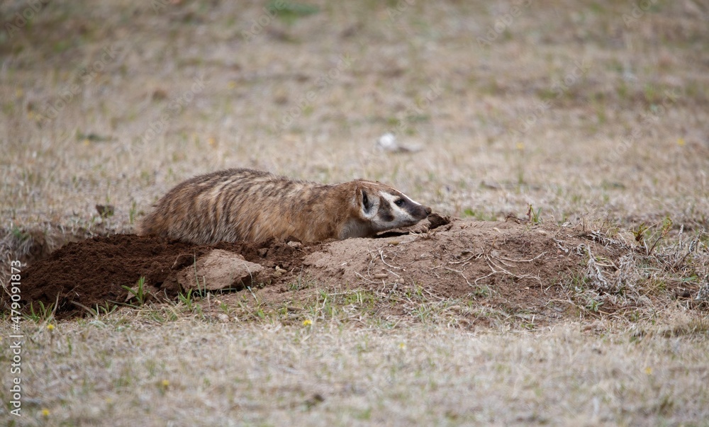 western badlands American badger hunting western badlands American badger hunting