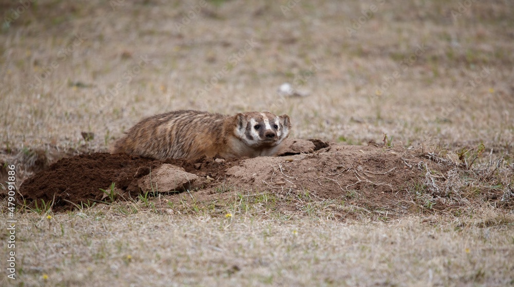 western badlands American badger hunting western badlands American badger hunting