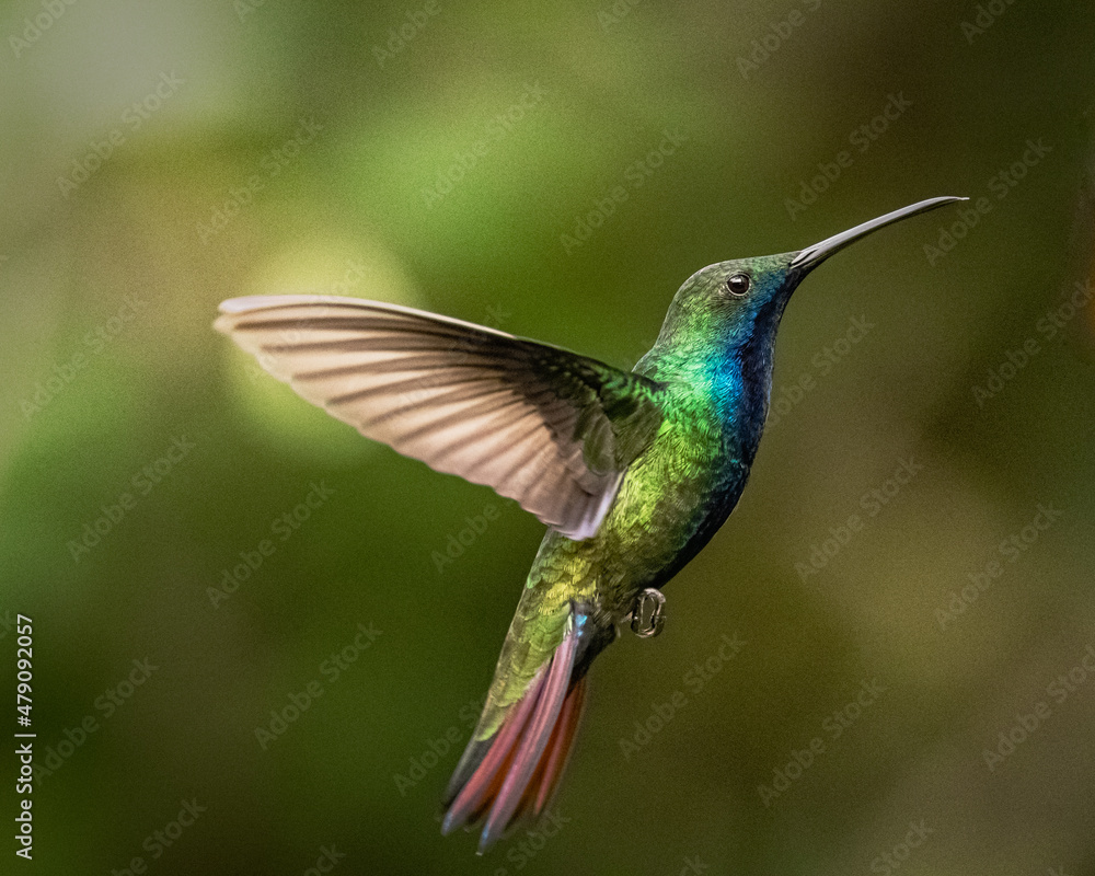 Fototapeta premium Hummingbird in flight