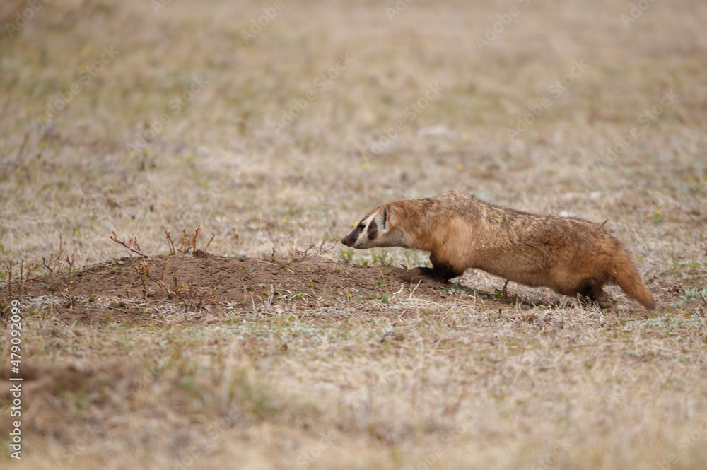 western badlands American badger hunting western badlands American badger hunting