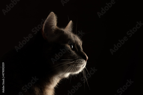 Fototapeta Gato fondo negro, cat, low key