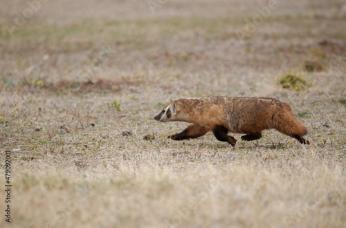 western badlands American badger hunting