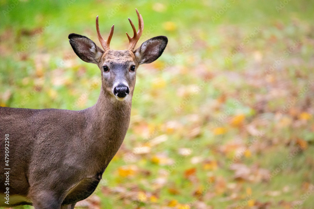 Obraz premium Whitetail deer