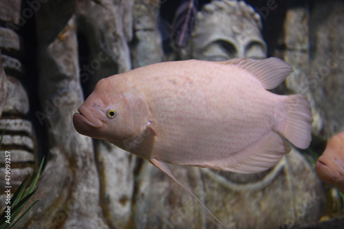 Peixe estranho cor-de-rosa
