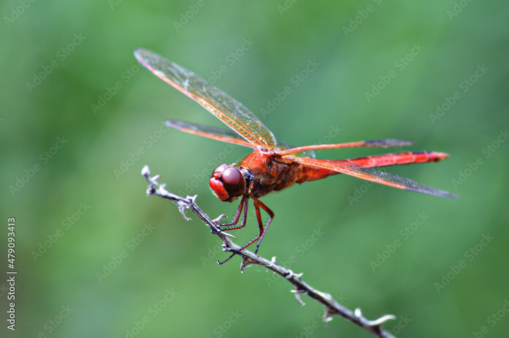close up of a red dragonfly close up of a red dragonfly