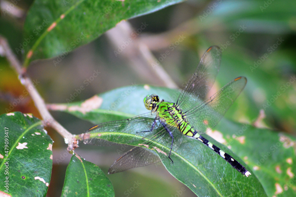 dragonfly on a leaf dragonfly on a leaf