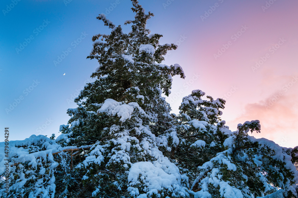 Moonrise over the snow-covered fir treetop and soft pink clouds illuminated by the sunset