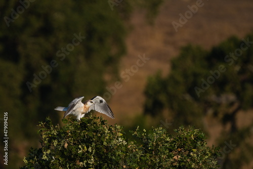 Juvenile White Tailed Kite from 9/5/2020 In Pleasanton, CA photo