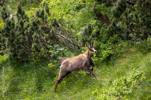 Animale Montagna