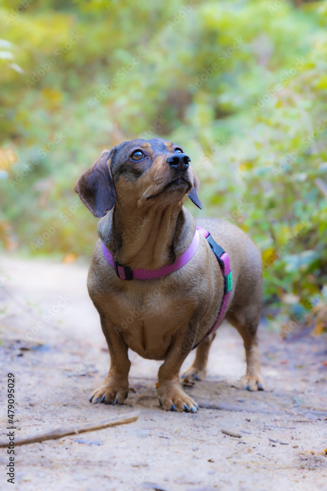 Small dachshund posing on a forest road in Small dachshund posing on a forest road in