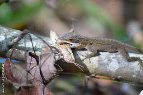 lizard eating grasshopper