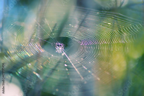 orb weaver web with sunlight