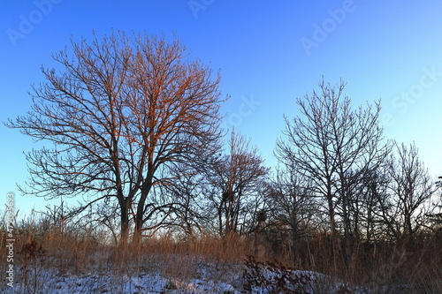Wallpaper Mural Two trees with sunlight in the morning. Scandinavian winter field. Blue and orange sky. Stockholm, Sweden. Torontodigital.ca