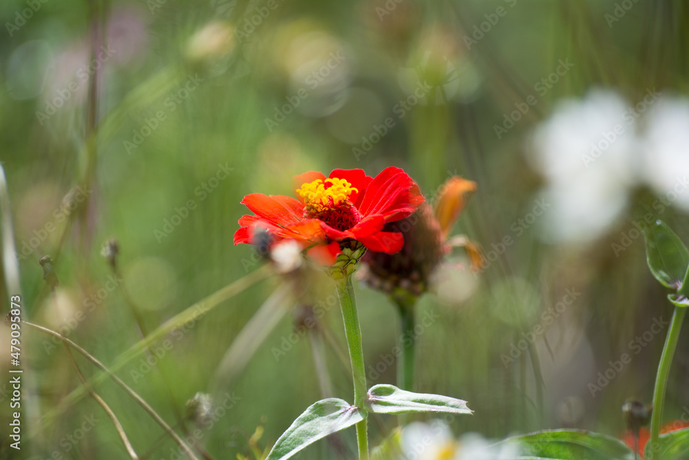 Flor Lolombia Flor Lolombia