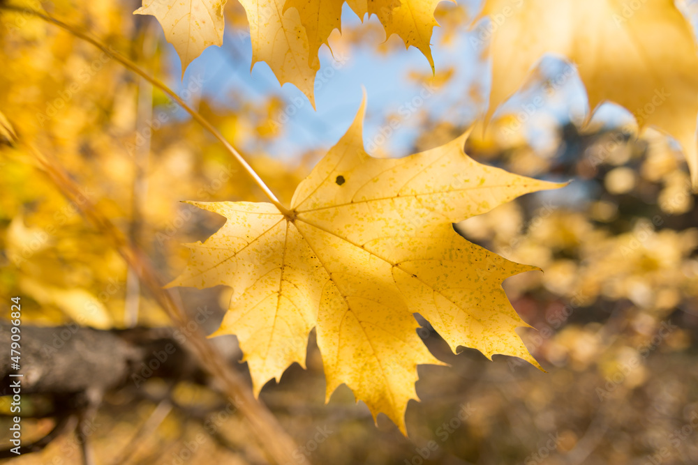 yellow maple leaf close up yellow maple leaf close up