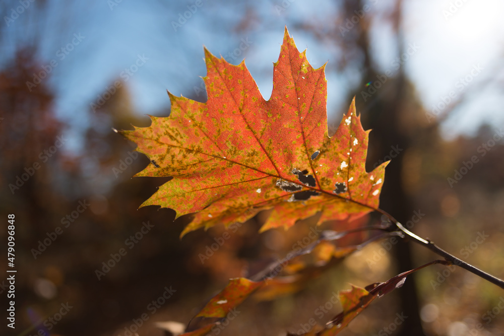 oak leaf, autumn oak leaf, autumn