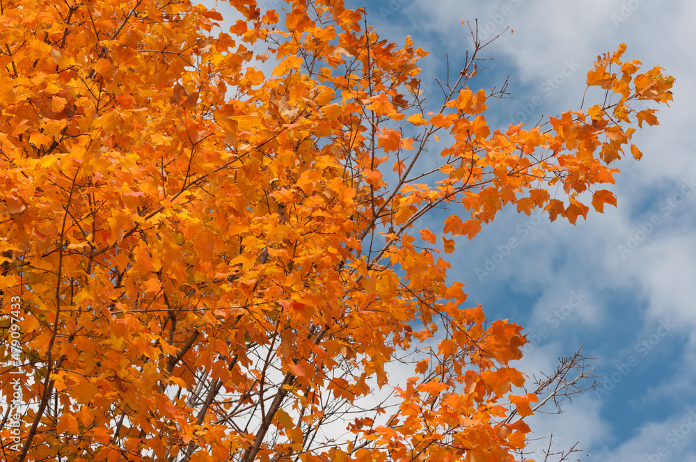 autumn leaves against blue sky