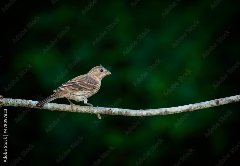 Fototapeta premium House Finch, Haemorhous mexicanus 