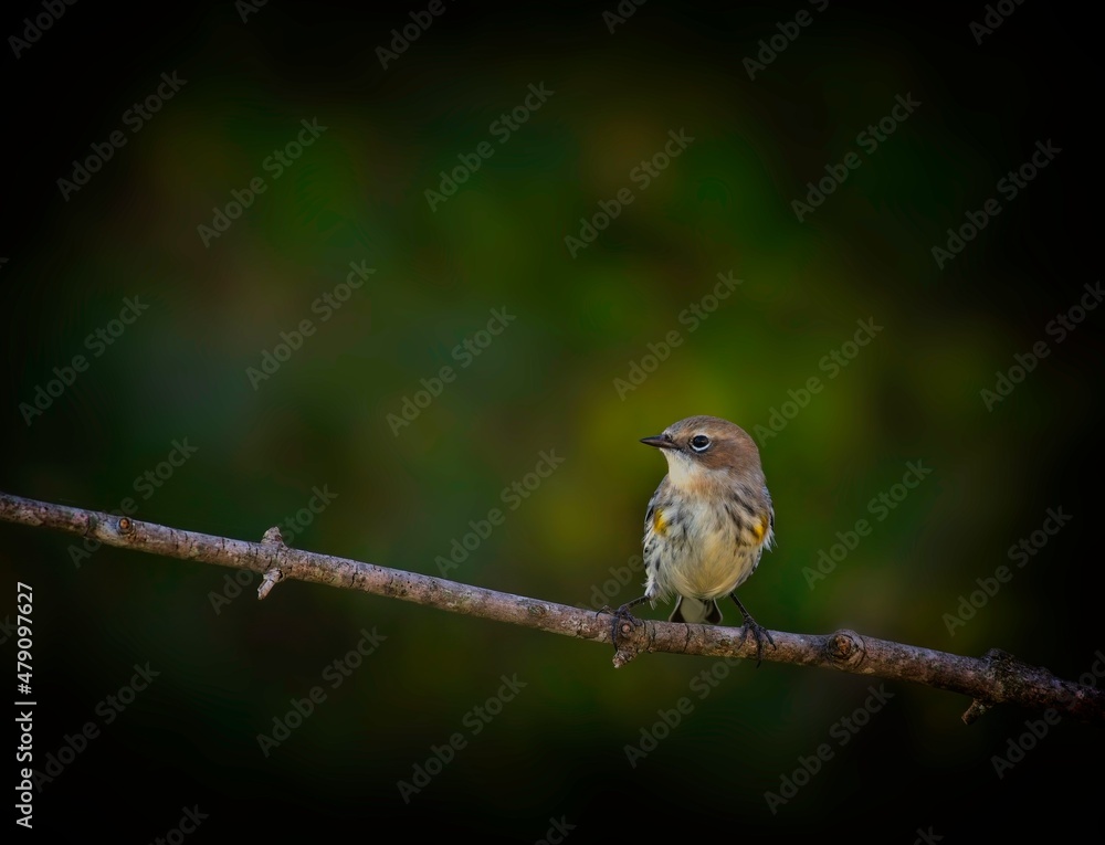 Fototapeta premium Yellow- Rumped Warbler, Setophaga coronata