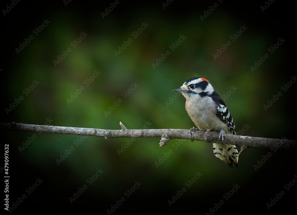 Naklejka premium Downy Woodpecker, Dryobates pubescens
