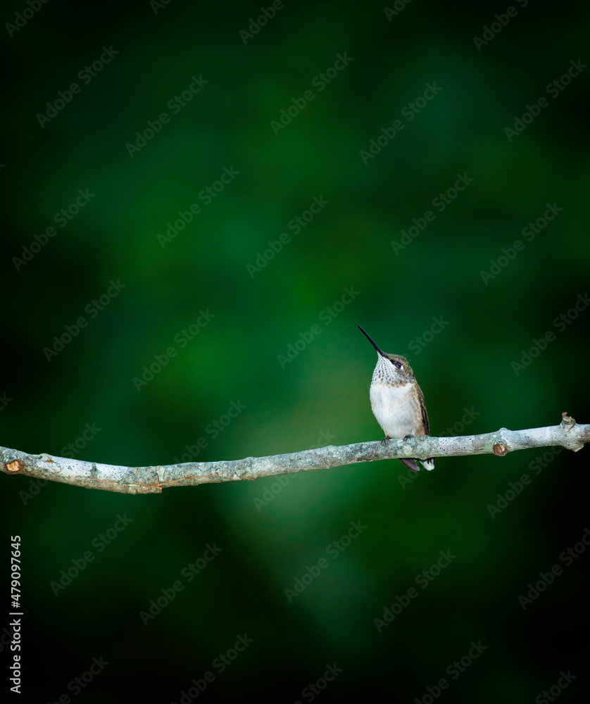 Fototapeta premium Ruby Throated Hummingbird, Perched