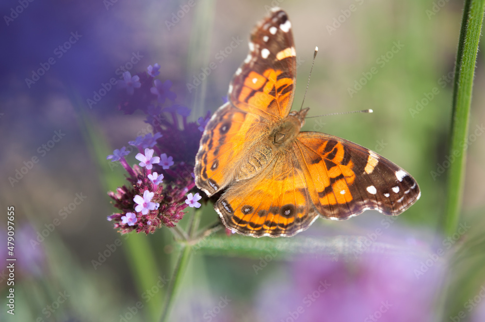 Naklejka premium Vanessa cardui commonly called painted lady (cosmopolitan) - viewed through a screen of flowers