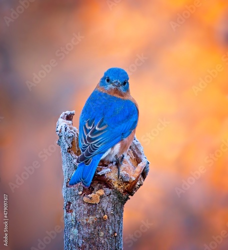 Eastern Bluebird, Sialia sialis, Missouri