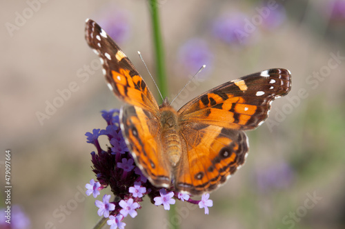 Vanessa cardui commonly called painted lady (cosmopolitan) close up © eugen