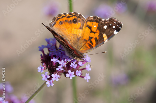 American painted lady or American lady (Vanessa virginiensis) on Verbena brasiliensis photo