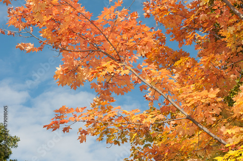 autumn leaves against sky