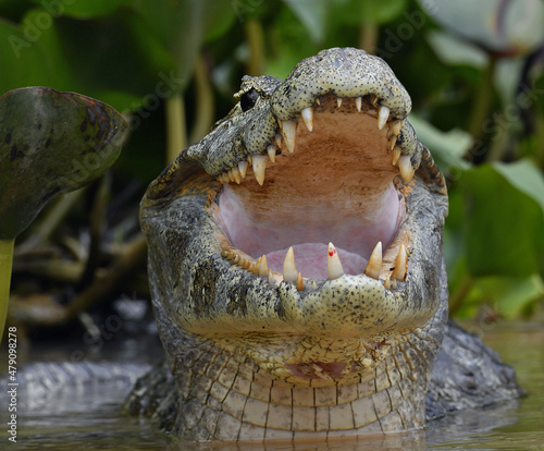 Caiman with open mouth in the water. The yacare caiman (Caiman yacare), also known commonly as the jacare caiman. Front view. Natrural habitat. Brazil. photo