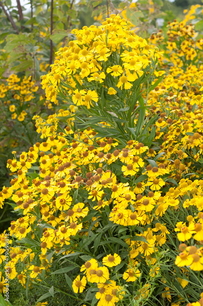 field of yellow flowers in autumn