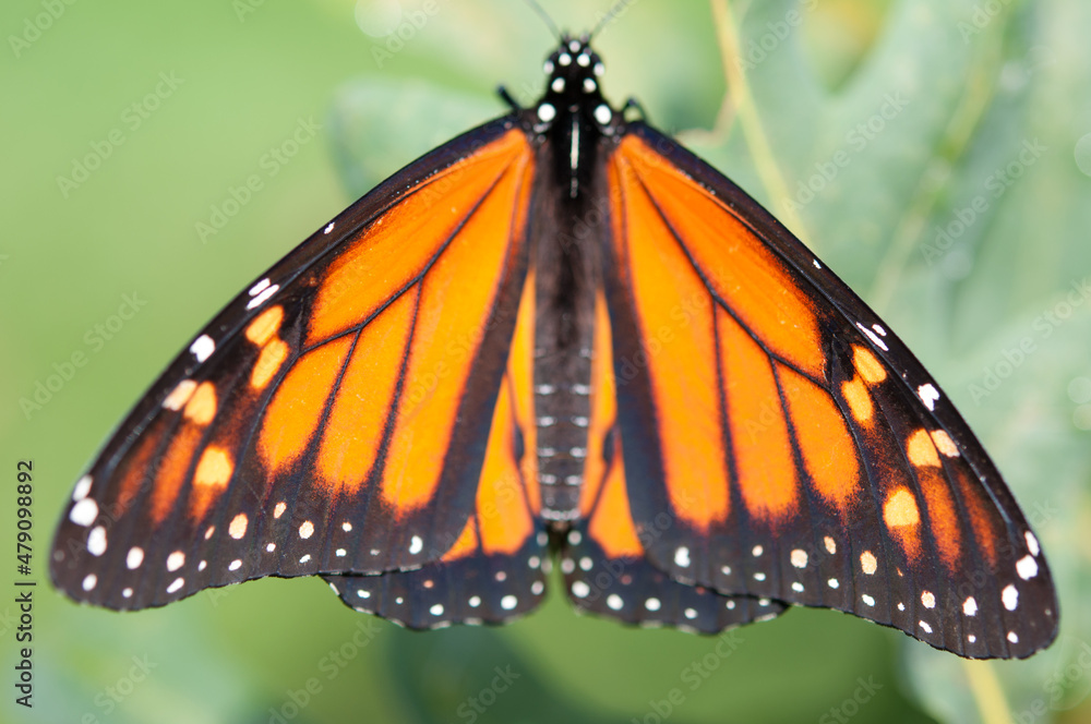 Fototapeta premium monarch butterfly on a green background