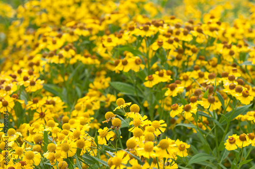 field of yellow flowers in autumn
