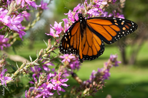 monarch butterfly on purple flower in the park © eugen