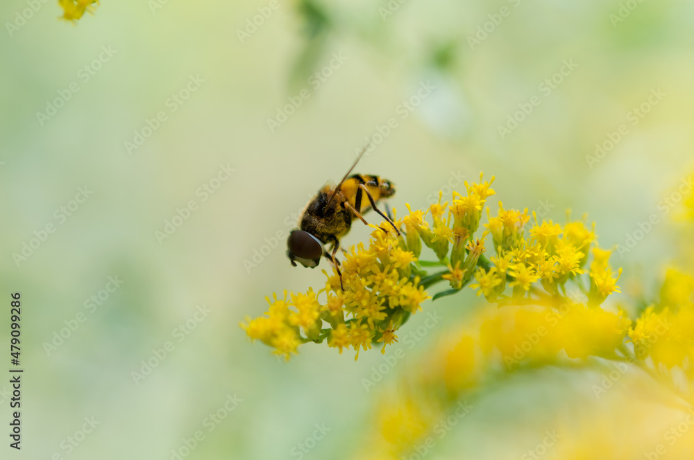 bee on Solidago (commonly called goldenrod)