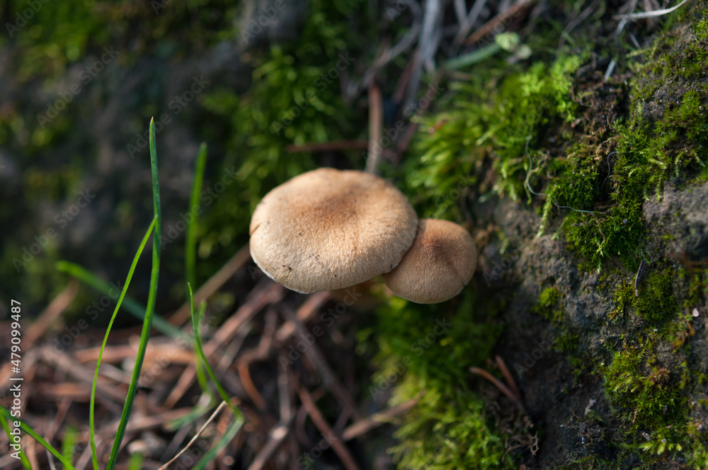 mushroom in the forest mushroom in the forest